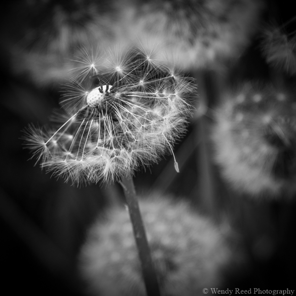 Dandelion study