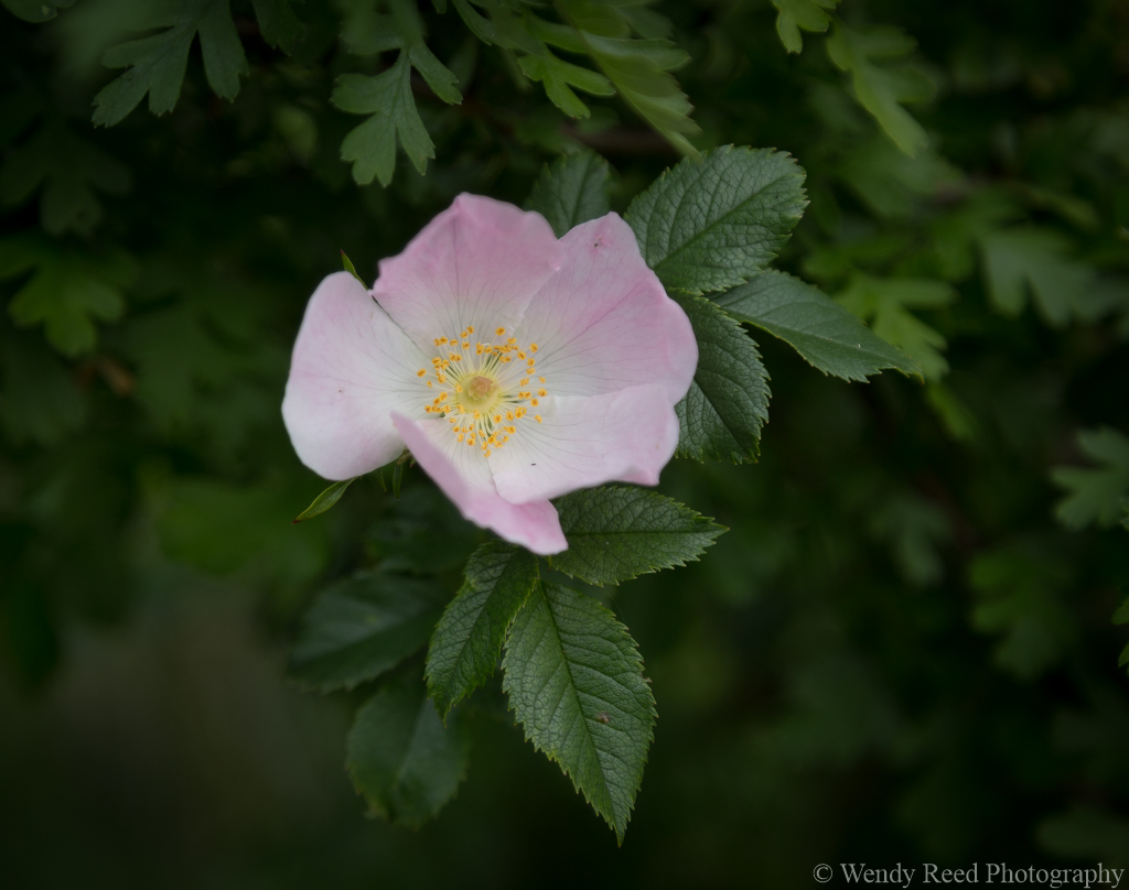 Dog rose study