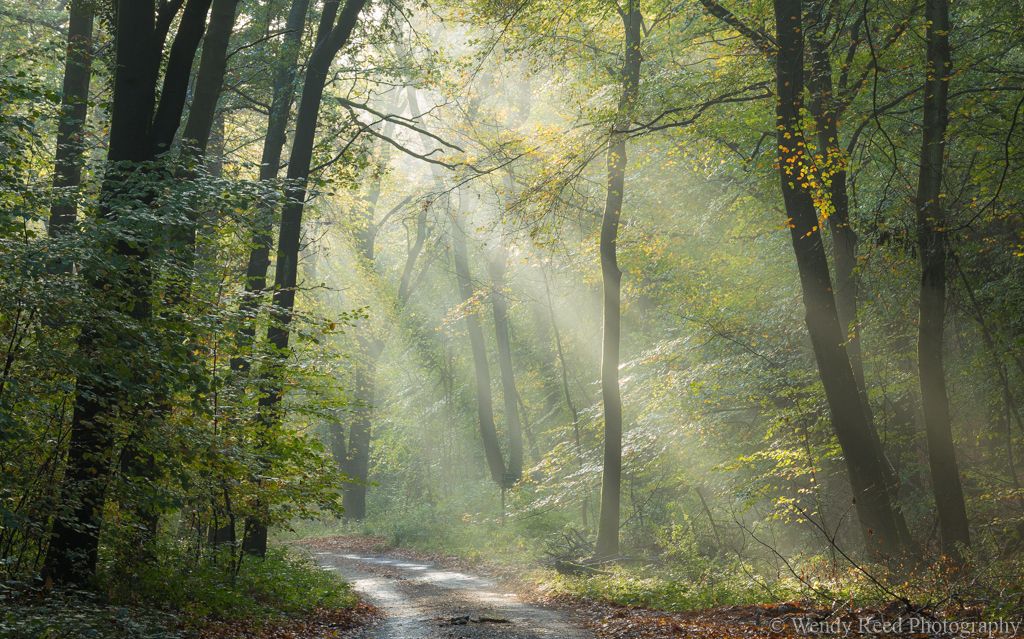 Autumn light, Stoke Row
