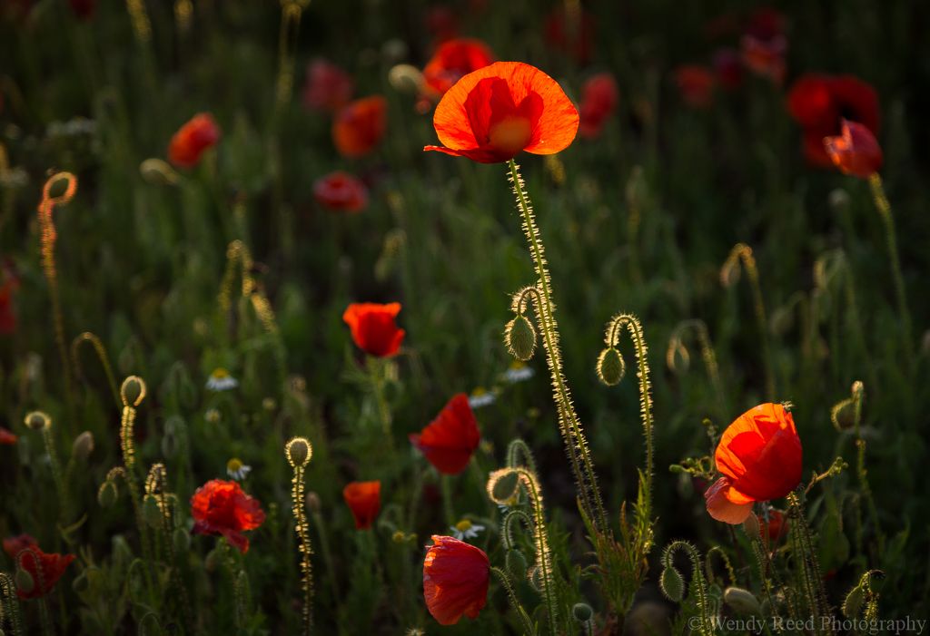 Poppies in evening light