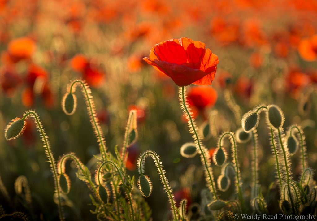 Poppy, South Stoke