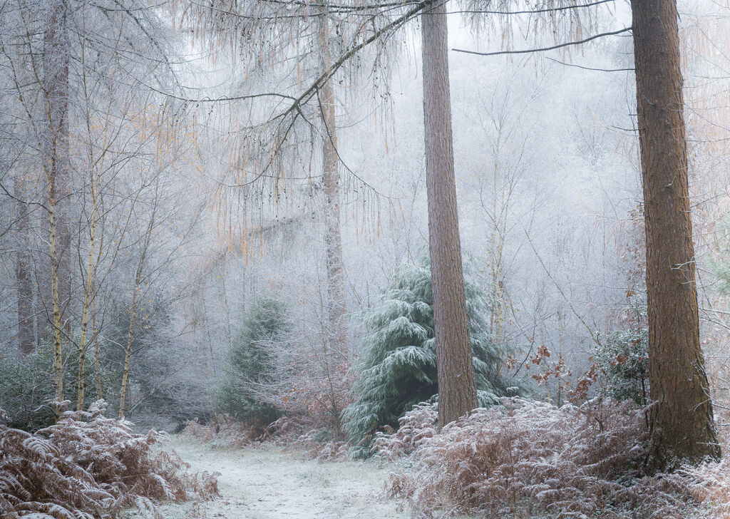 Frost birch and larch