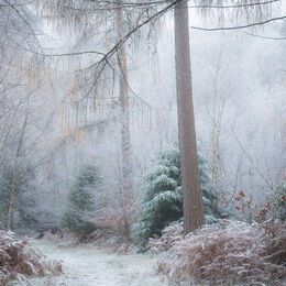 Frost birch and larch