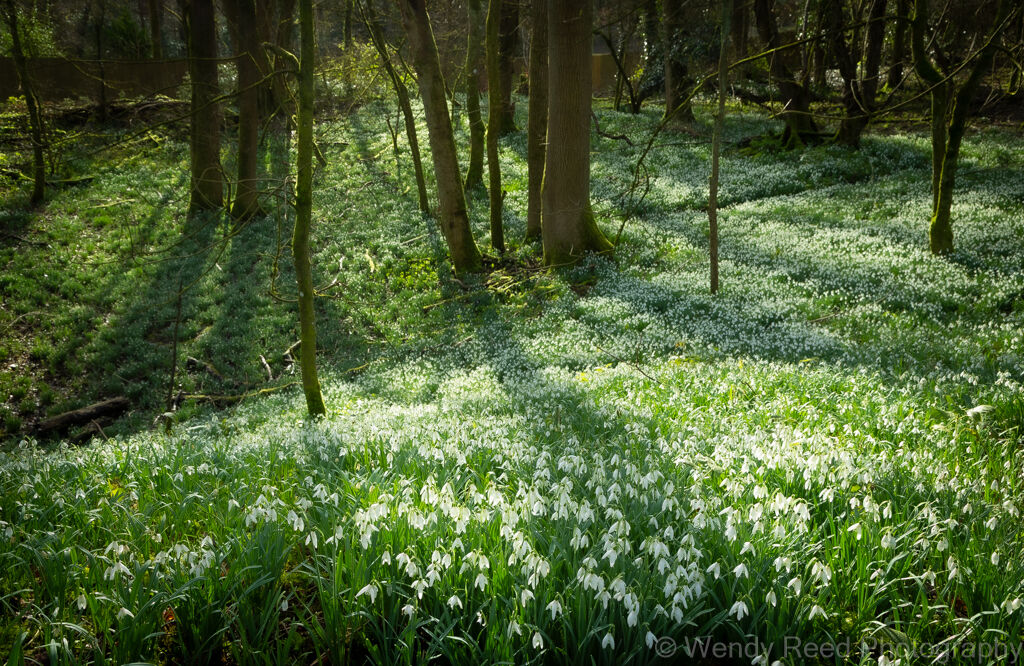 Through the snowdrop wood, Woodcote