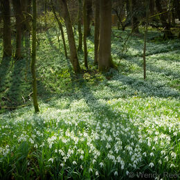 Through the snowdrop wood, Woodcote