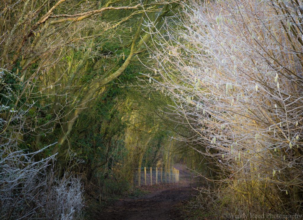 Cox's Lane catkins