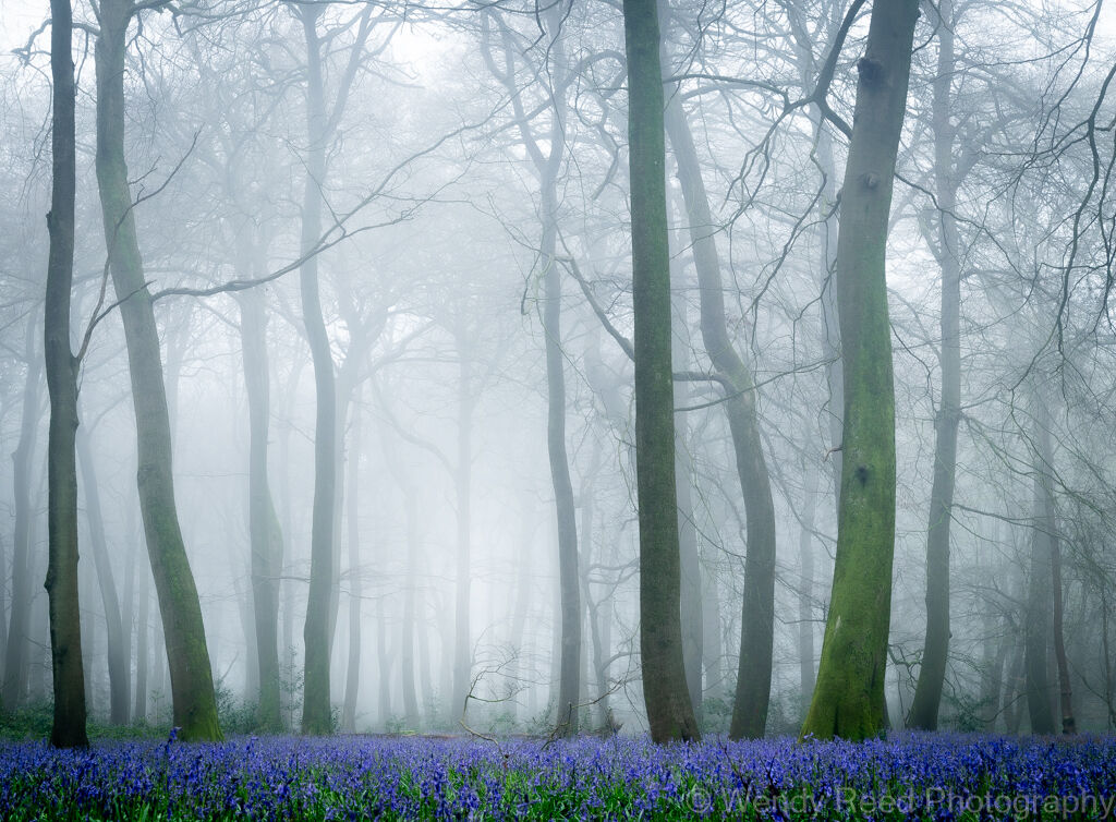 Bluebell carpet