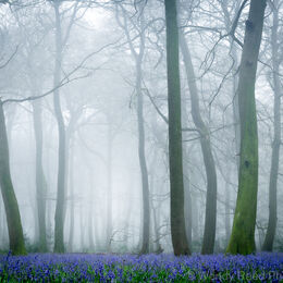 Bluebell carpet