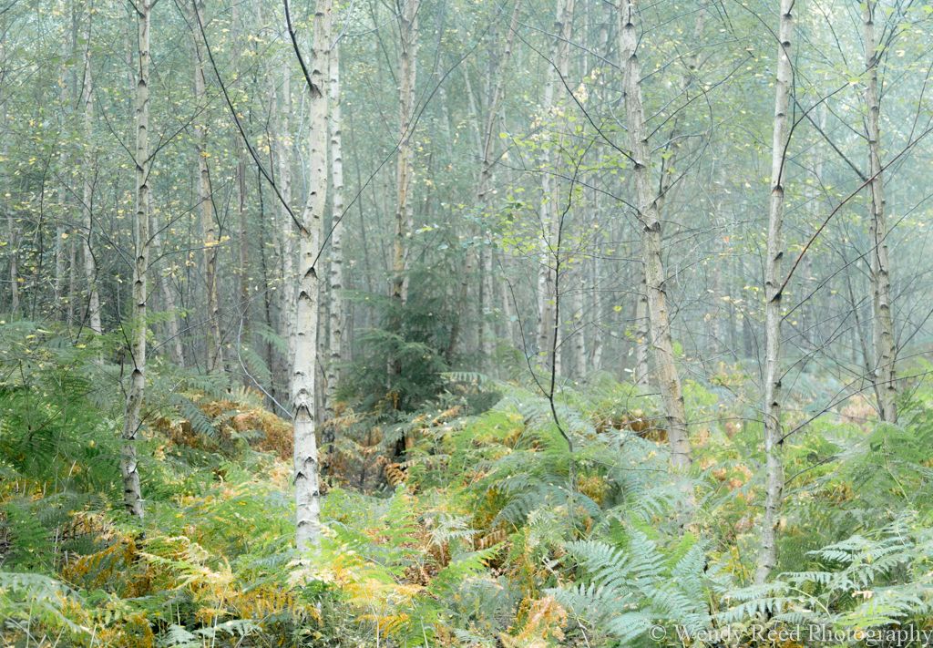 Silver birch wood, Bear Wood, Stoke Row