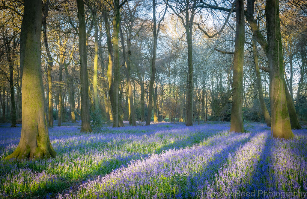 Bluebell stripes