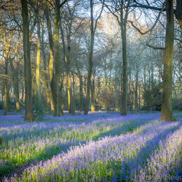 Bluebell stripes