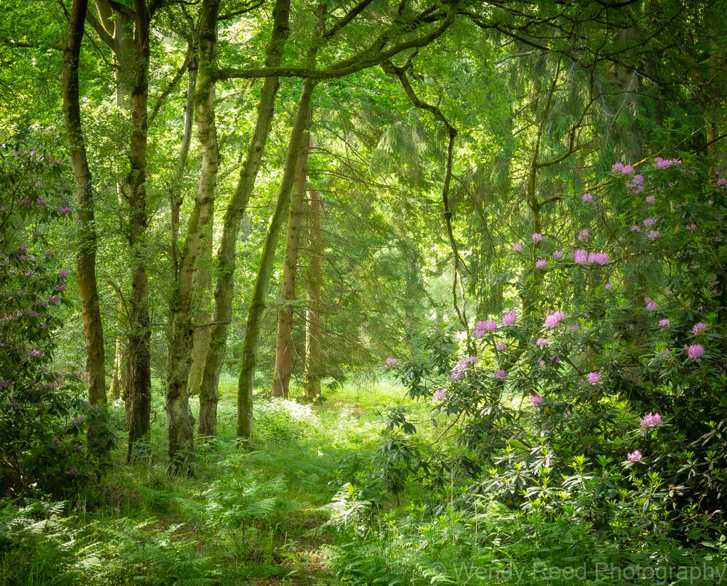 Highmoor rhododendrons