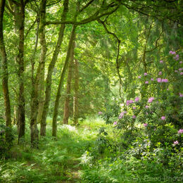 Highmoor rhododendrons