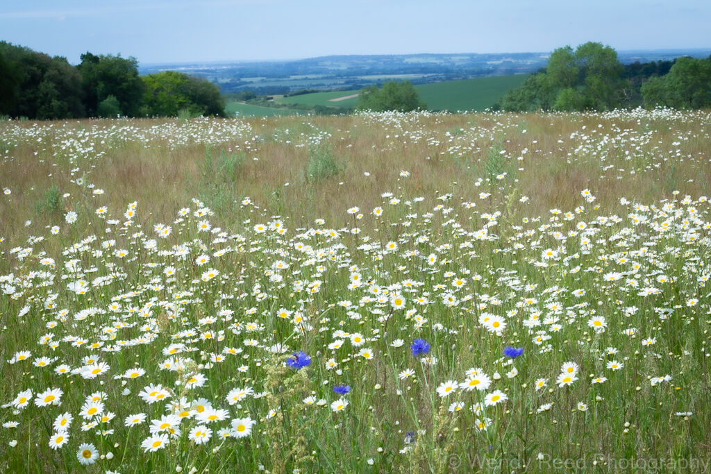 Ridgeway View
