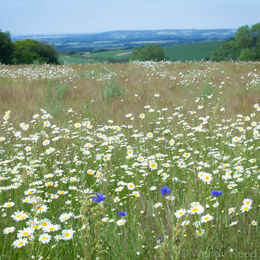Ridgeway View