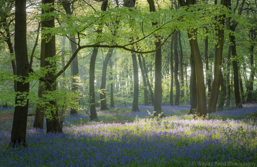 Early morning in Park Wood