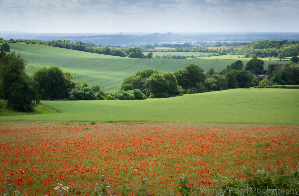 Britwell Hill poppies