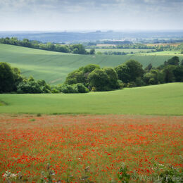 Britwell Hill poppies