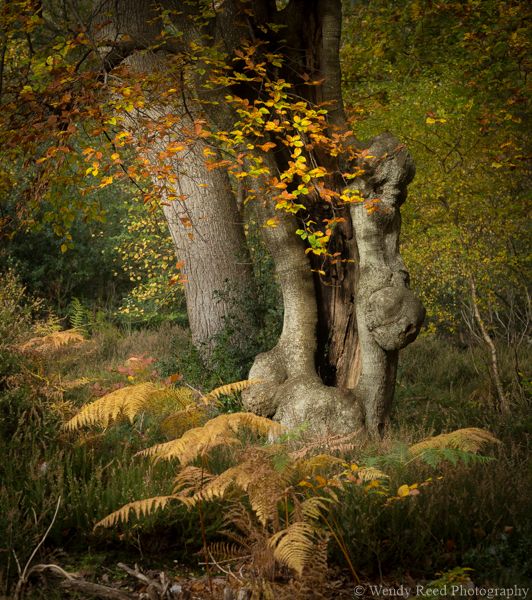 Ancient beech, Burnham Beeches