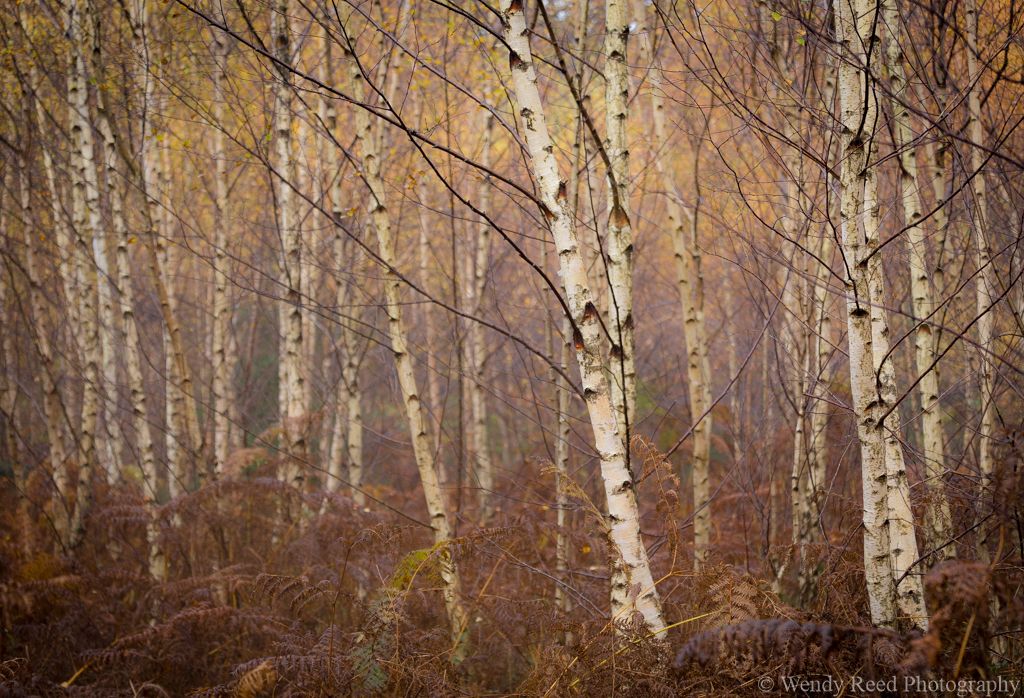 Autumn birch