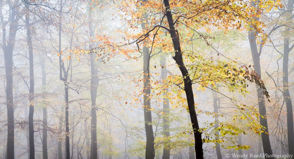 Beech and mist