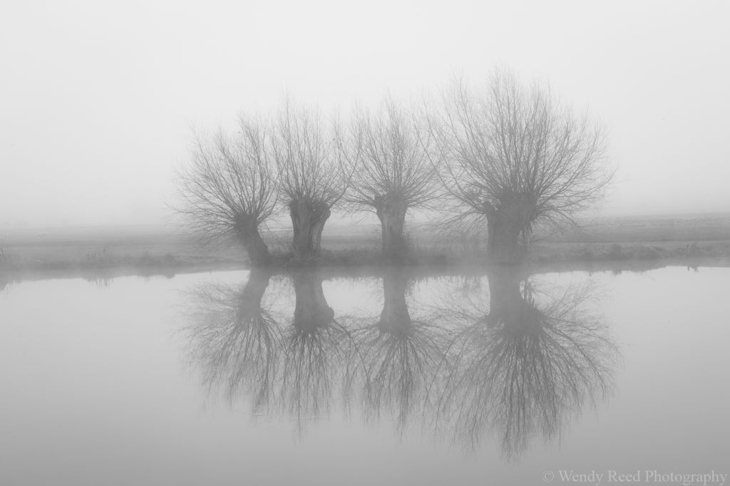 Little Wittenham willow pollards