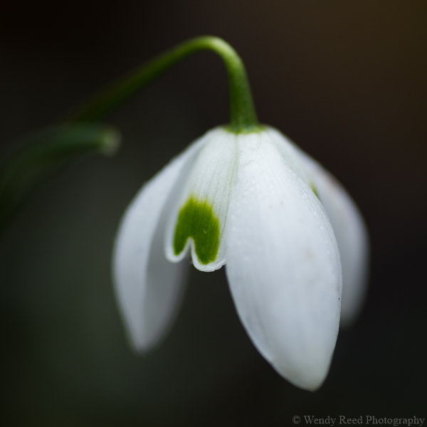 Snowdrop study
