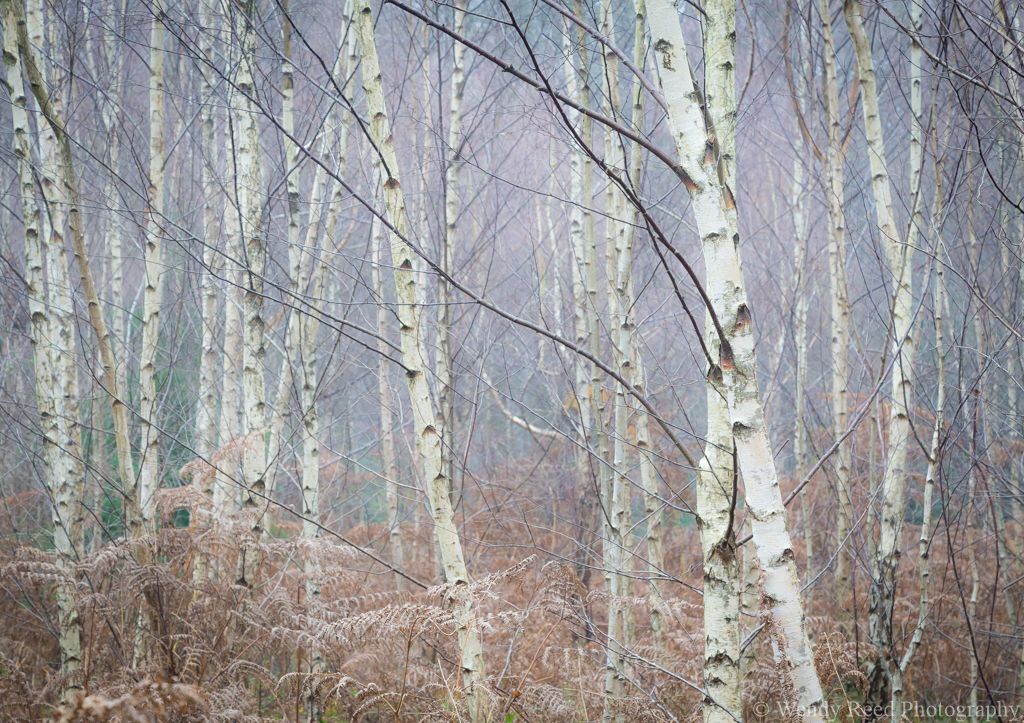 Winter birch