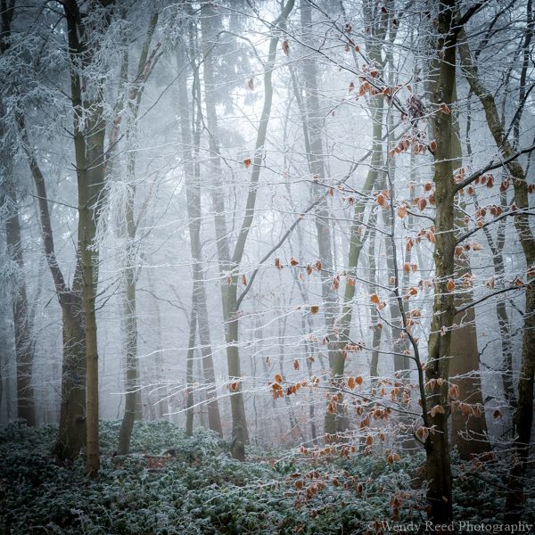 Frost, mist and beech