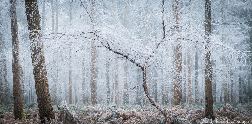 Hoar frost - Nott Wood