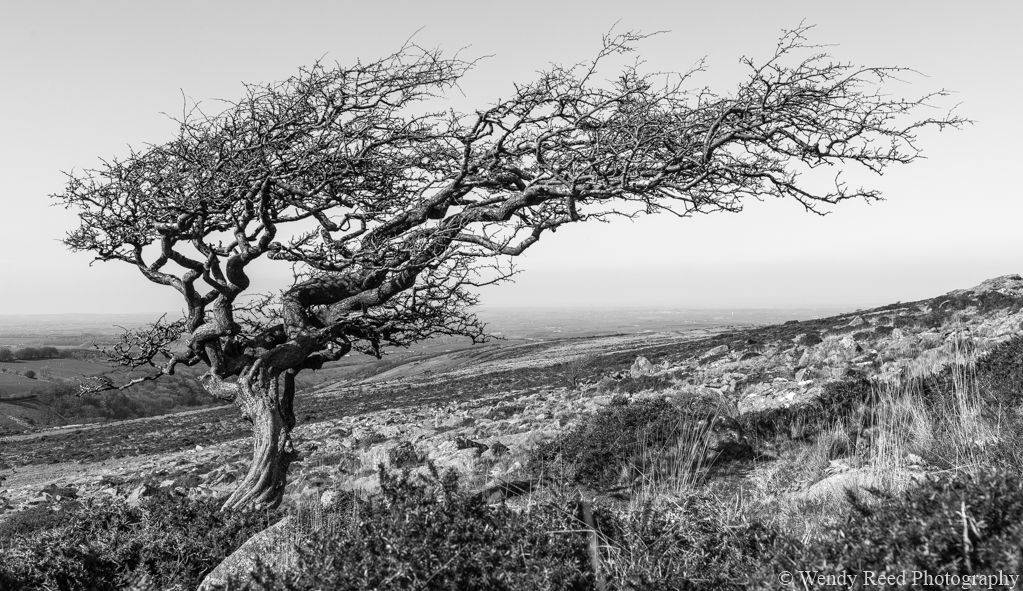Lone tree, Dartmoor