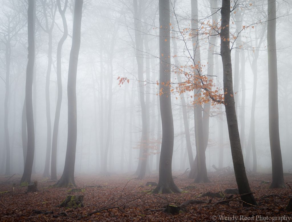 Beech wood mist