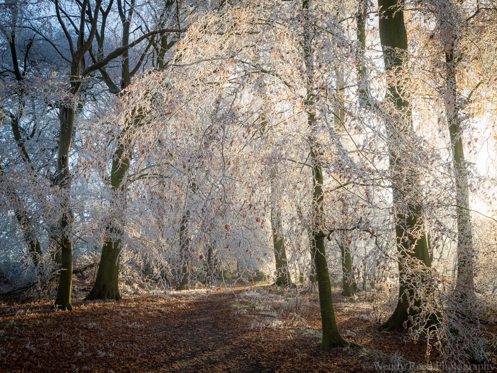 Frost and light, Grims Ditch, Nuffield