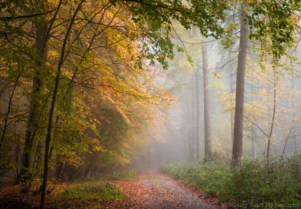 Autumn in Nott Wood