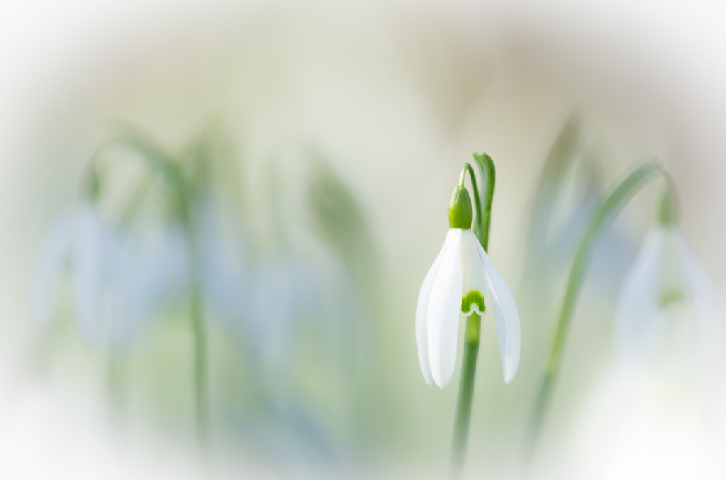 Snowdrop study