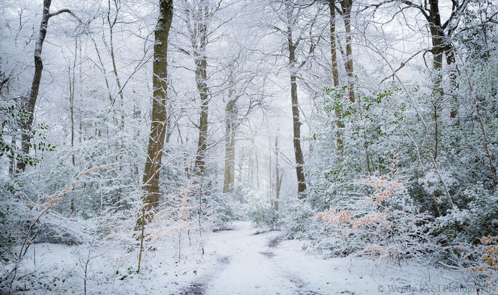 Winter walk, Stoke Row
