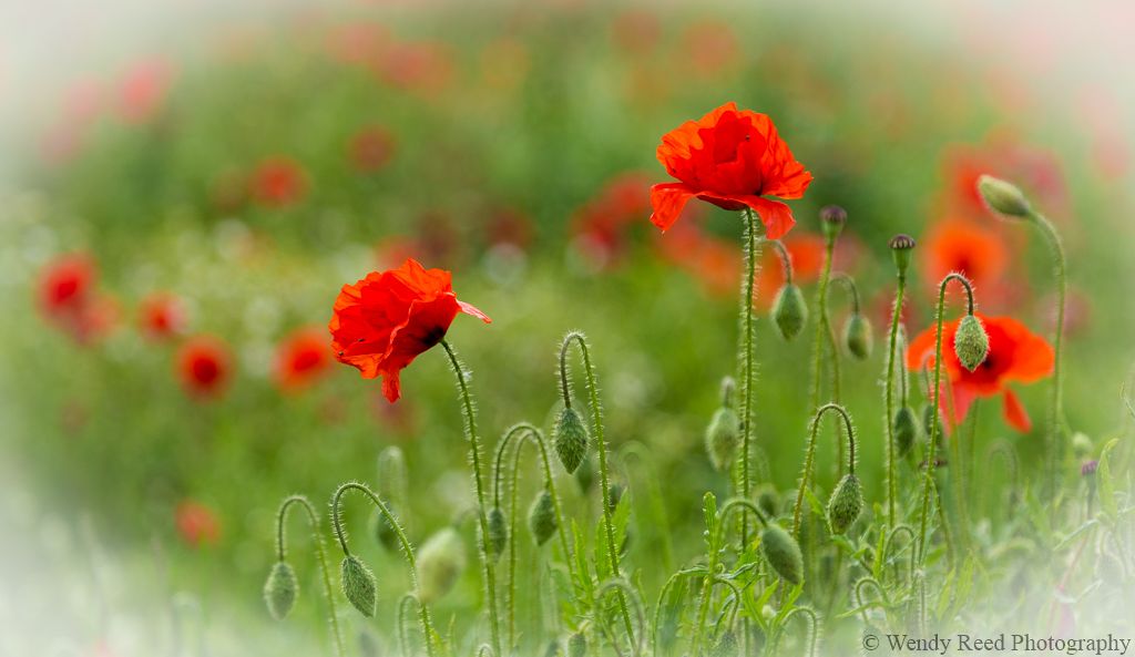 Poppies
