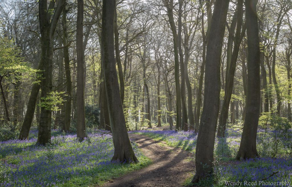 Bluebell path