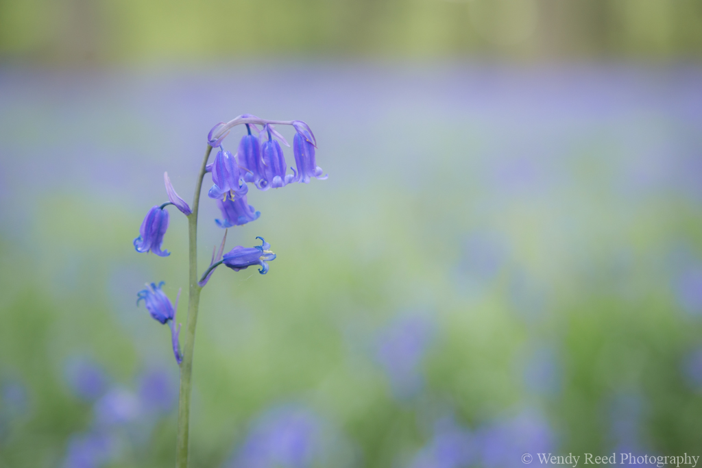 Single bluebell