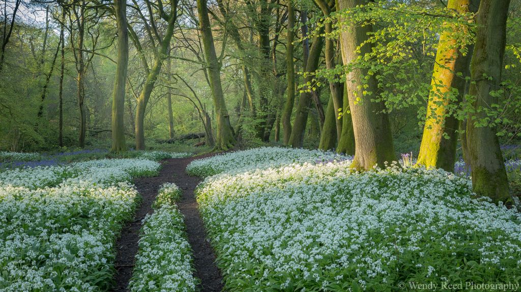 Wild garlic wood, Streatley