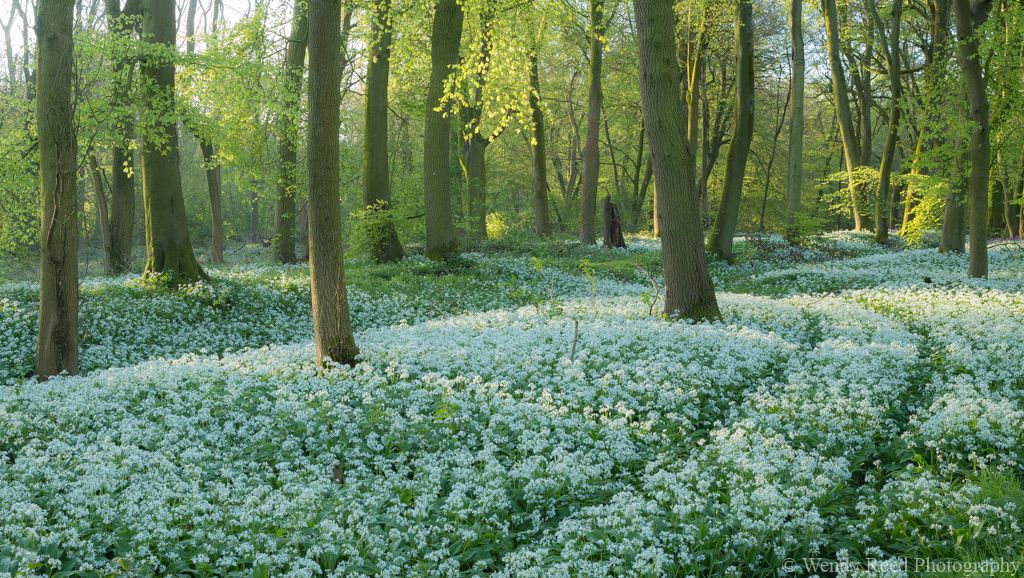 Through the wild garlic, Streatley