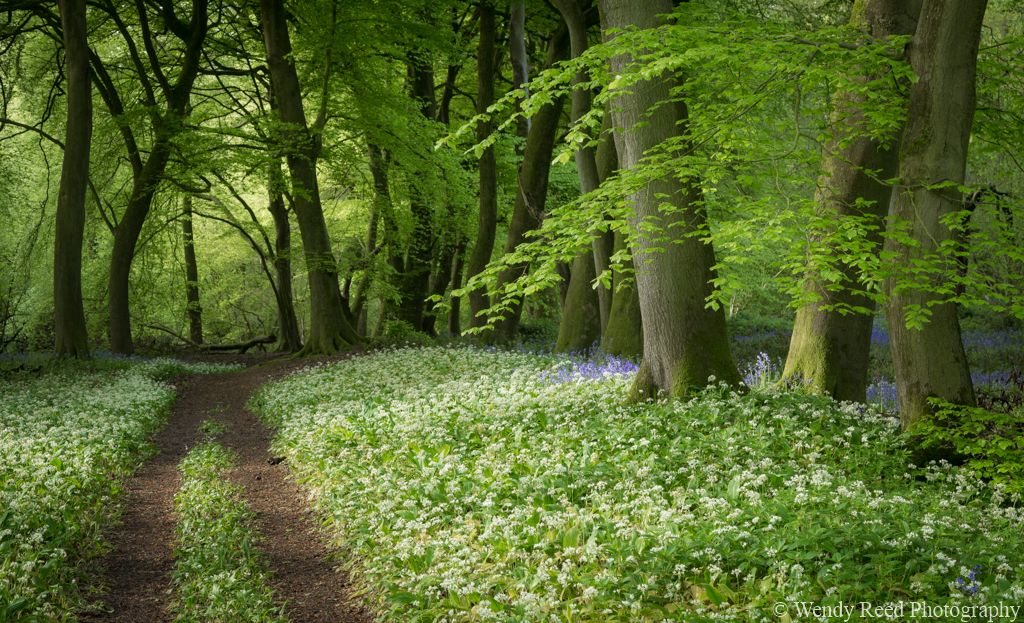 Wild garlic wood, Streatley