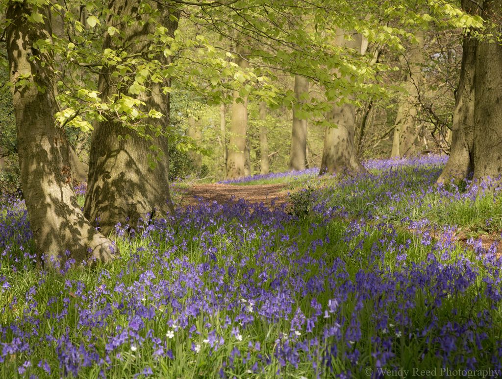 A Spring walk, Pishill