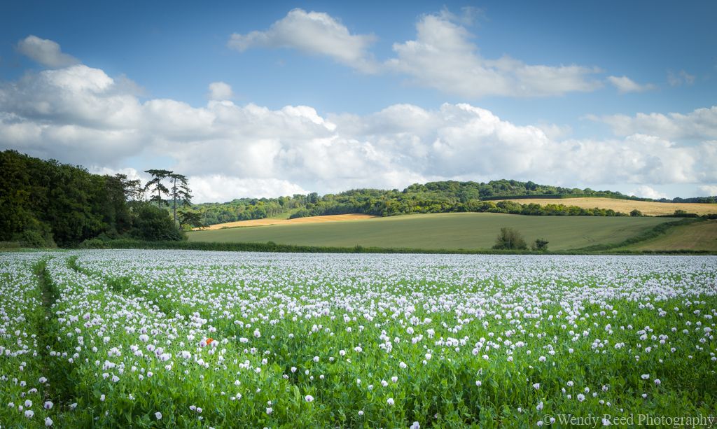 Swyncombe poppy field