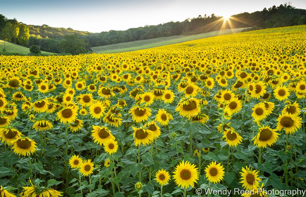 Stonor sunflowers