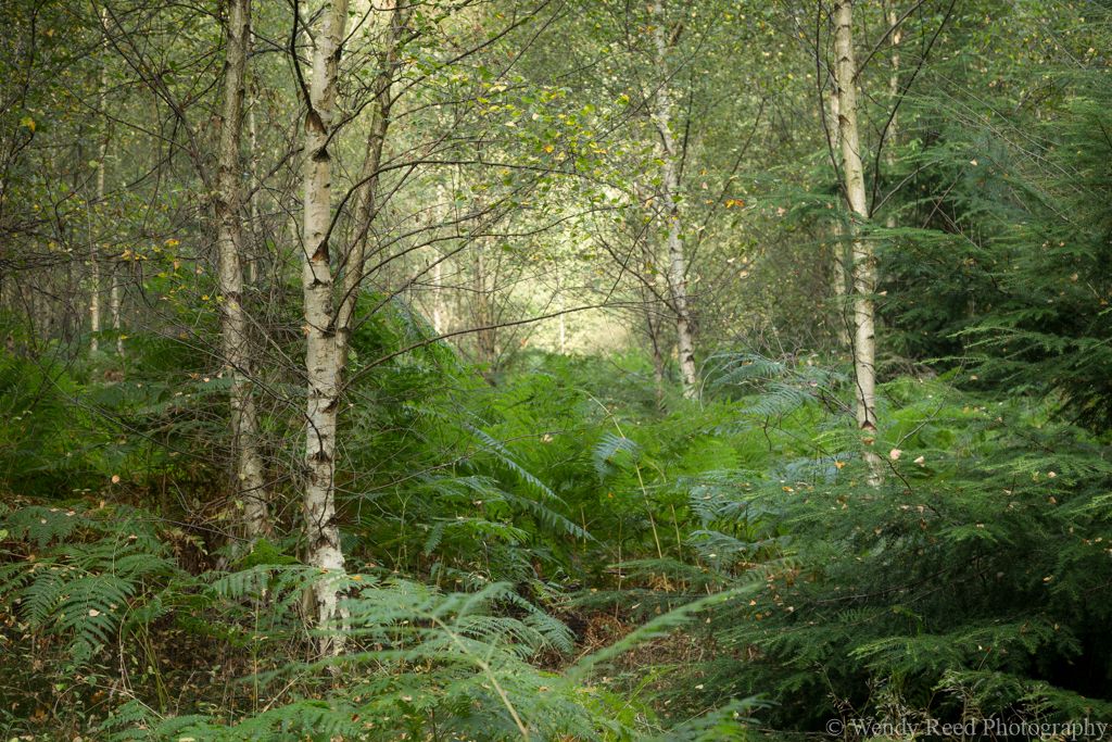 Early autumn silver birch