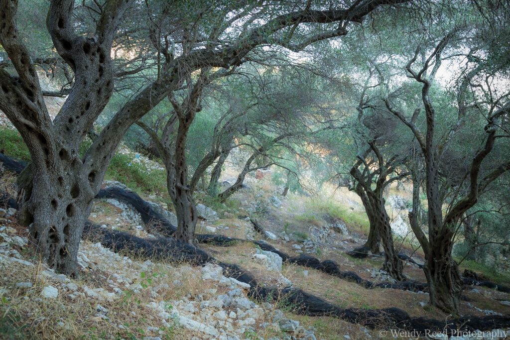 Olive grove, Corfu