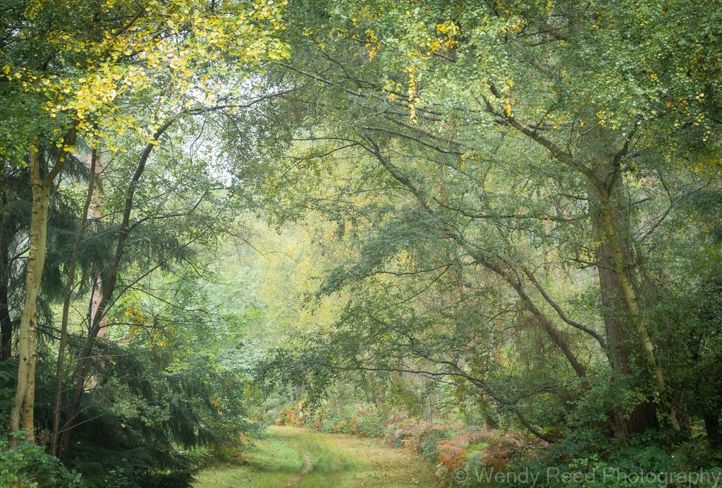 Early autumn colours