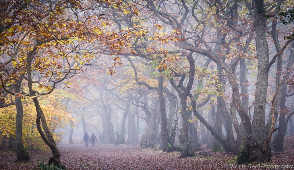 McAuliffe Drive, Burnham Beeches
