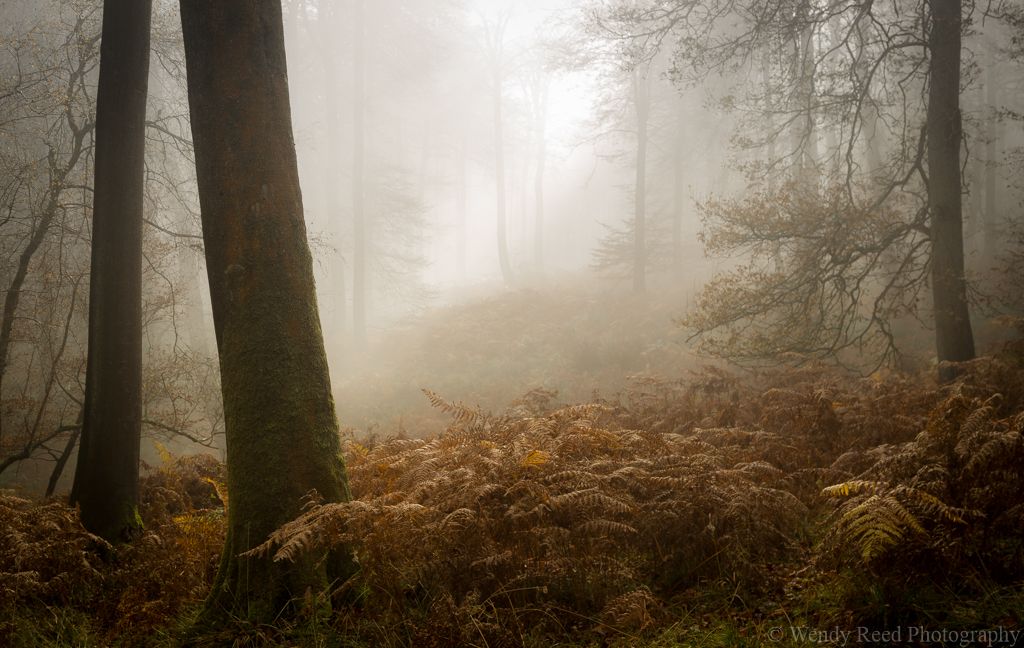 Late autumn mists at Christmas Common